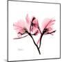 Soft Pink Orchid-Albert Koetsier-Mounted Art Print