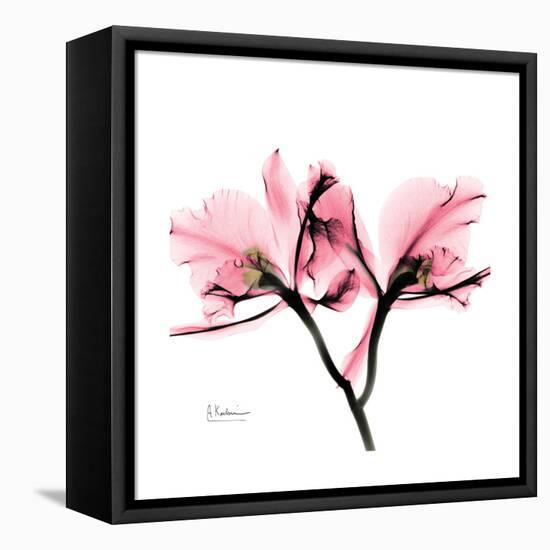 Soft Pink Orchid-Albert Koetsier-Framed Stretched Canvas