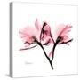 Soft Pink Orchid-Albert Koetsier-Stretched Canvas