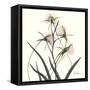 Soft Pink Orchids-Albert Koetsier-Framed Stretched Canvas