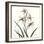 Soft Pink Orchids-Albert Koetsier-Framed Art Print