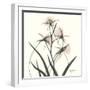 Soft Pink Orchids-Albert Koetsier-Framed Premium Giclee Print