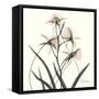 Soft Pink Orchids-Albert Koetsier-Framed Stretched Canvas