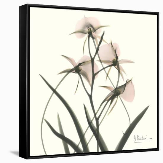 Soft Pink Orchids-Albert Koetsier-Framed Stretched Canvas