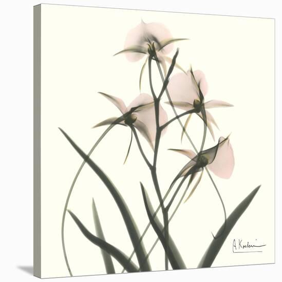 Soft Pink Orchids-Albert Koetsier-Stretched Canvas