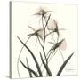 Soft Pink Orchids-Albert Koetsier-Stretched Canvas