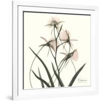 Soft Pink Orchids-Albert Koetsier-Framed Art Print