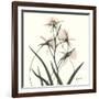 Soft Pink Orchids-Albert Koetsier-Framed Art Print