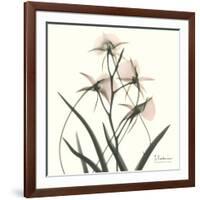 Soft Pink Orchids-Albert Koetsier-Framed Art Print