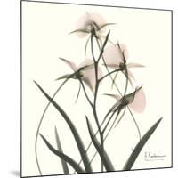 Soft Pink Orchids-Albert Koetsier-Mounted Art Print