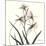 Soft Pink Orchids-Albert Koetsier-Mounted Art Print