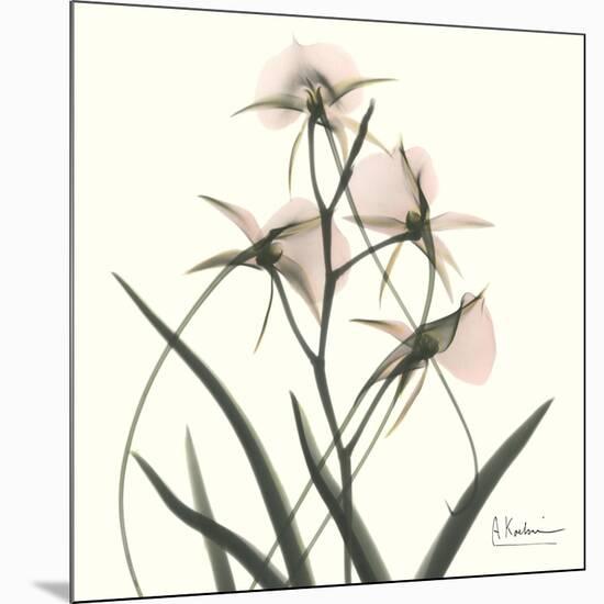 Soft Pink Orchids-Albert Koetsier-Mounted Art Print