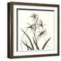 Soft Pink Orchids-Albert Koetsier-Framed Art Print