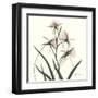 Soft Pink Orchids-Albert Koetsier-Framed Art Print