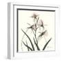 Soft Pink Orchids-Albert Koetsier-Framed Art Print