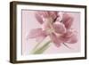 Soft Pink Tulip-Cora Niele-Framed Photographic Print