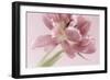 Soft Pink Tulip-Cora Niele-Framed Photographic Print