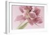 Soft Pink Tulip-Cora Niele-Framed Photographic Print