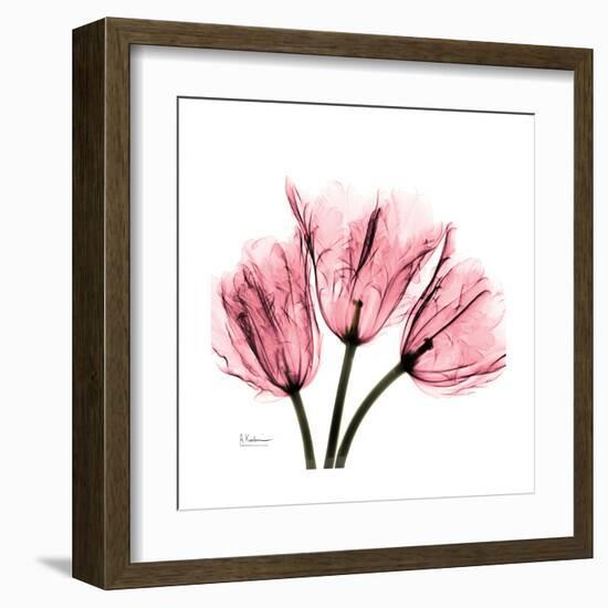 Soft Pink Tulips-Albert Koetsier-Framed Art Print