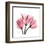 Soft Pink Tulips-Albert Koetsier-Framed Art Print