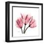 Soft Pink Tulips-Albert Koetsier-Framed Art Print