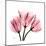 Soft Pink Tulips-Albert Koetsier-Mounted Art Print