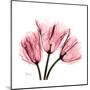 Soft Pink Tulips-Albert Koetsier-Mounted Art Print