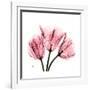 Soft Pink Tulips-Albert Koetsier-Framed Art Print