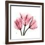 Soft Pink Tulips-Albert Koetsier-Framed Art Print