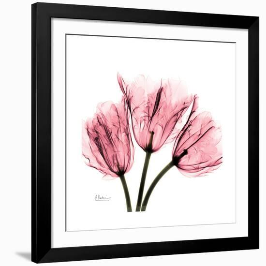 Soft Pink Tulips-Albert Koetsier-Framed Art Print