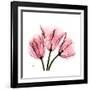 Soft Pink Tulips-Albert Koetsier-Framed Art Print