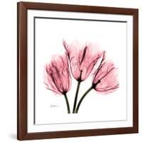 Soft Pink Tulips-Albert Koetsier-Framed Art Print