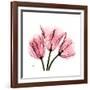 Soft Pink Tulips-Albert Koetsier-Framed Art Print