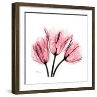 Soft Pink Tulips-Albert Koetsier-Framed Art Print