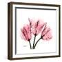 Soft Pink Tulips-Albert Koetsier-Framed Art Print