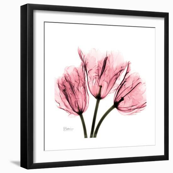 Soft Pink Tulips-Albert Koetsier-Framed Art Print