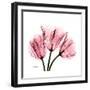 Soft Pink Tulips-Albert Koetsier-Framed Art Print