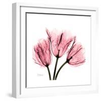 Soft Pink Tulips-Albert Koetsier-Framed Art Print