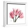 Soft Pink Tulips-Albert Koetsier-Framed Art Print