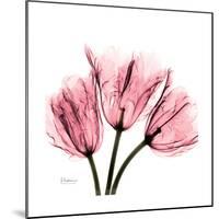 Soft Pink Tulips-Albert Koetsier-Mounted Art Print