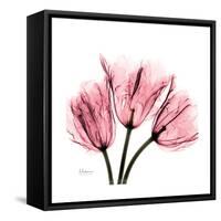 Soft Pink Tulips-Albert Koetsier-Framed Stretched Canvas