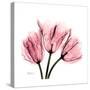 Soft Pink Tulips-Albert Koetsier-Stretched Canvas