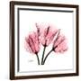 Soft Pink Tulips-Albert Koetsier-Framed Art Print