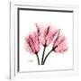 Soft Pink Tulips-Albert Koetsier-Framed Premium Giclee Print