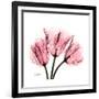 Soft Pink Tulips-Albert Koetsier-Framed Premium Giclee Print