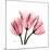 Soft Pink Tulips-Albert Koetsier-Mounted Premium Giclee Print