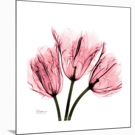 Soft Pink Tulips-Albert Koetsier-Mounted Premium Giclee Print