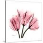 Soft Pink Tulips-Albert Koetsier-Stretched Canvas