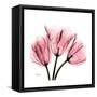 Soft Pink Tulips-Albert Koetsier-Framed Stretched Canvas