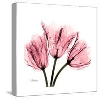 Soft Pink Tulips-Albert Koetsier-Stretched Canvas